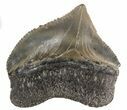 Fossil Squalicorax (Crow Shark) Tooth - Texas #42973-1